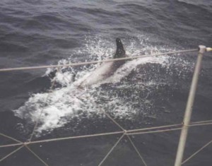 Close encounter with a dolphin