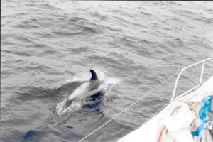 Dolphins