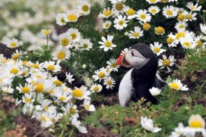 Puffin