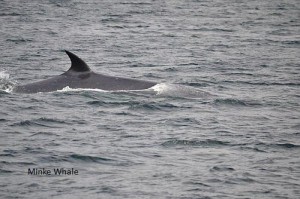 Minke Whale