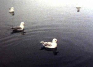 Passing gulls