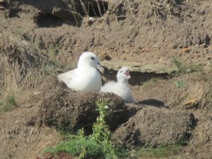 Orkney Bird Life