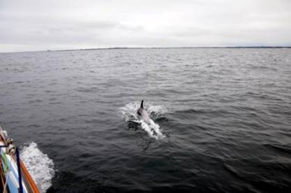 Dolphins